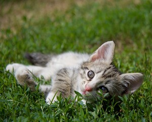 cat on grass © Sylwester