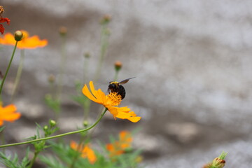 A yellow-chested carpenter bee sipping nectar from a yellow cosmos flower © Mt. Cape