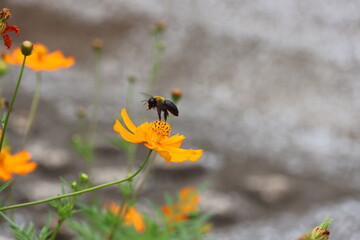 A yellow-chested carpenter bee sipping nectar from a yellow cosmos flower © Mt. Cape