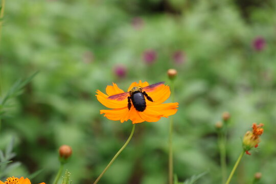 A yellow-chested carpenter bee sipping nectar from a yellow cosmos flower