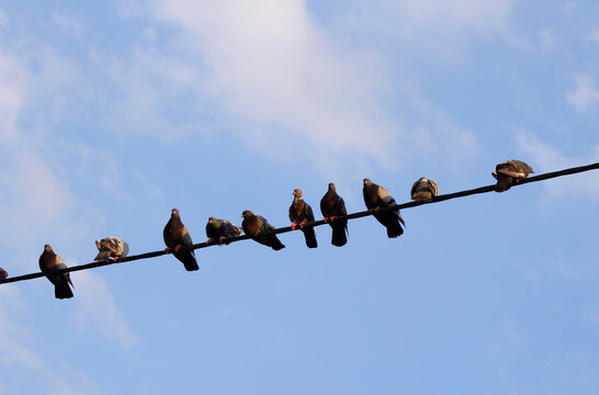 pigeons are sitting on the wire