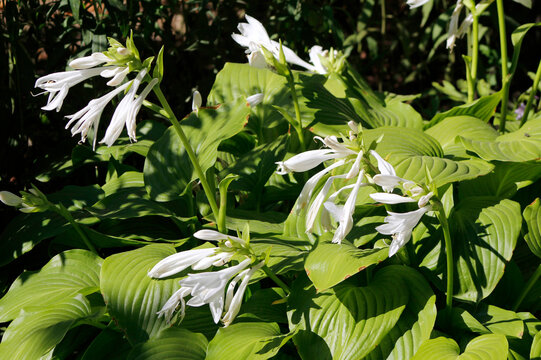 blooming hosta in the garden