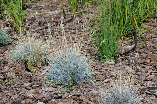 Festuca in a garden flowerbed

