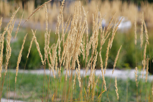 Close-up of the ornamental garden plant *Calamagrostis*

