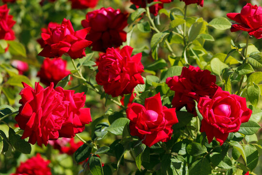 red roses in the garden