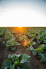 Fototapeta premium Expanding agricultural field of green cabbage plants growing in rich soil during a beautiful sunset, symbolizing growth and harvest