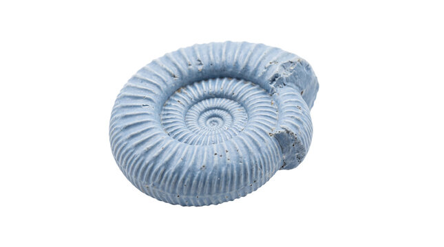 Blue ammonite fossil spiral shell cutout isolated on transparent background, prehistoric marine invertebrate specimen with ribbed texture for science design