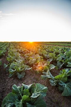 Expanding agricultural field of green cabbage plants growing in rich soil during a beautiful sunset, symbolizing growth and harvest