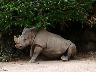 rhinocéros qui se couche sous un arbre © fatima