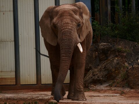 Elephant qui avance avec une d&eacute;fense
