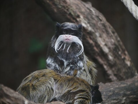 petit singe noir &agrave; moustache blanche epouillant un autre