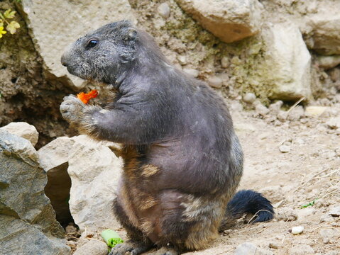 animal qui mange rongeur