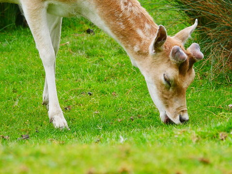 biche qui mange herbe verte