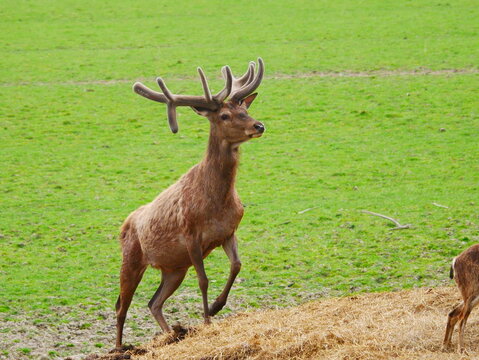 cervid&eacute; cerf herbe verte bois 
