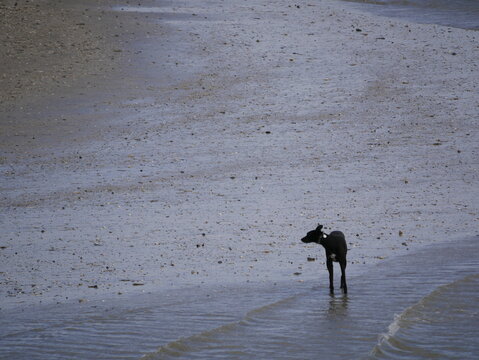 chien seul sur la plage temps maussade
