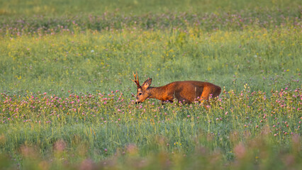 Roe deer buck grazing in a blooming clover field at sunrise © AntiSTEP