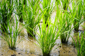 Fototapeta premium Rows of green rice seedlings growing in a flooded paddy field in early summer Japan