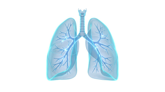Human lungs anatomy with trachea and bronchial tree, translucent respiratory system medical illustration isolated on transparent background for healthcare education
