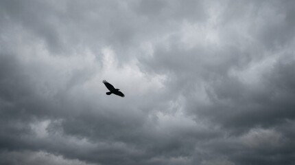 Fototapeta premium A solitary bird flying through a dramatic stormy gray sky.