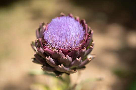 Close-up macro photograph of a vibrant purple thistle-like blossom opening from a globe artichoke (Cynara scolymus) bud under bright natural sunlight.