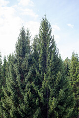 Fototapeta premium Tall evergreen trees display dense green foliage under a clear blue sky, creating a serene atmosphere in a natural forest environment