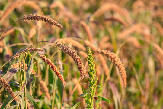 Mature foxtail millet ears growing in farm field