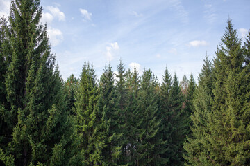 Dense coniferous forest filled with tall evergreen trees against a clear blue sky, highlighting the lush greenery and natural landscape elements © Anat art