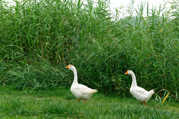 Two white domestic geese walking on green grass © 杜 海珍
