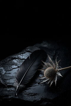 Black Feather and Thistle on Wet Stone &ndash; Elegance and Contrast