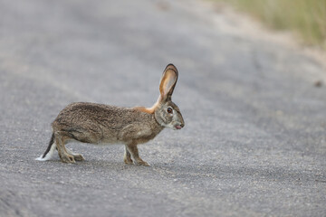 African savanna hare (Lepus victoriae) is a mammal species in the family Leporidae, native to Africa.This photo was taken  in Kruger National Park, South Africa. © feathercollector