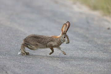 African savanna hare (Lepus victoriae) is a mammal species in the family Leporidae, native to Africa.This photo was taken  in Kruger National Park, South Africa. © feathercollector