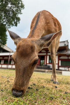 Sacred Deer Resting Near Famous Nara Temple	
