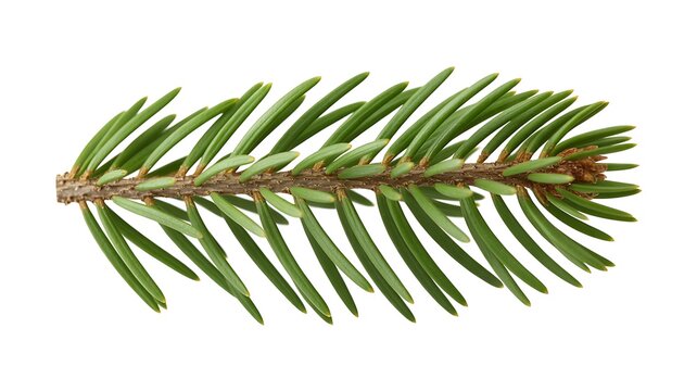Fresh green pine tree branch needle foliage