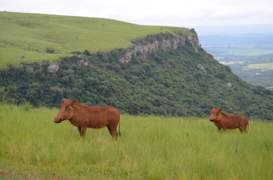 Two warthogs standing in green mountain grasslands with a dramatic cliff escarpment, uMngeni Valley Nature Reserve, South Africa