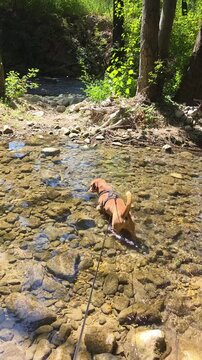 Brown mongrel dog swimming and bathing in Topino river in Foligno Italy