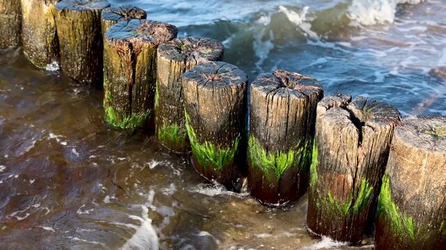 Waves crash against weathered wooden groyne covered with green algae along Baltic coast. Sunlit seawater splashes around timber posts, showing erosion control, marine texture and coastal motion