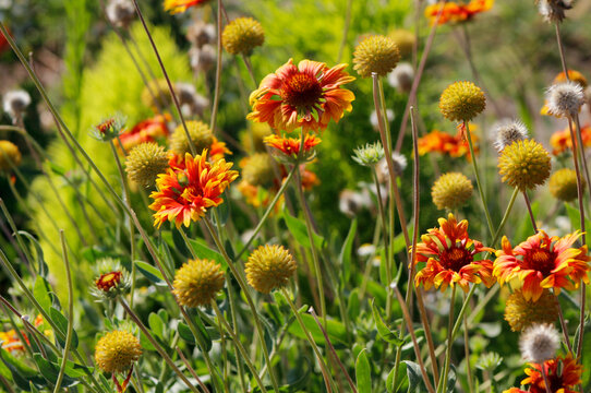 gaillardia flowers in the garden