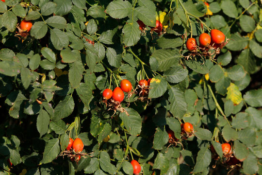 red rosehip berries on the bush