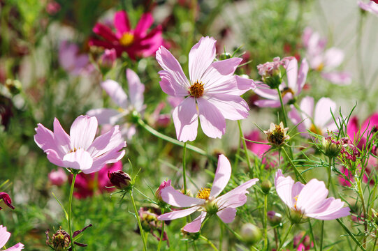 cosmos flowers in the garden

