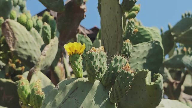Close up of a vibrant yellow flower on a green prickly pear cactus. The Opuntia plant shows its pads, thorns, and ripening fruit