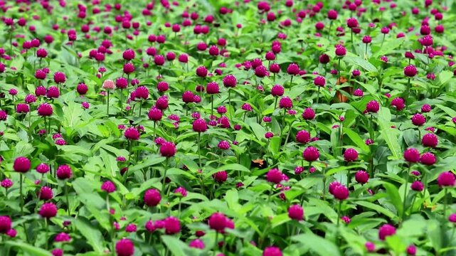 
Blooming globe amaranth flowers in garden