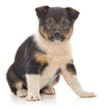Small puppy sitting isolated on a white background.