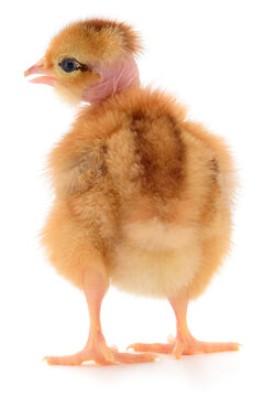 Naked neck chick standing back view isolated on a white background.
