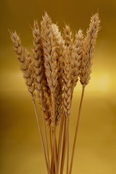 Golden ears of ripe wheat on a golden background.