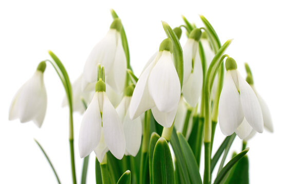 Bouquet of white snowdrop flowers isolated on a white background.