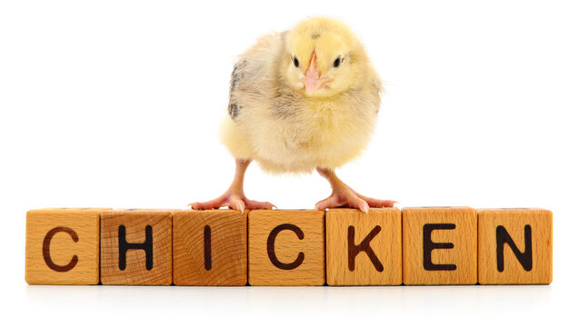 Small chick standing on wooden blocks spelling chicken isolated on a white background.