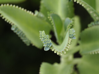 Fototapeta premium Green succulent leaf with plantlets showing botanical growth