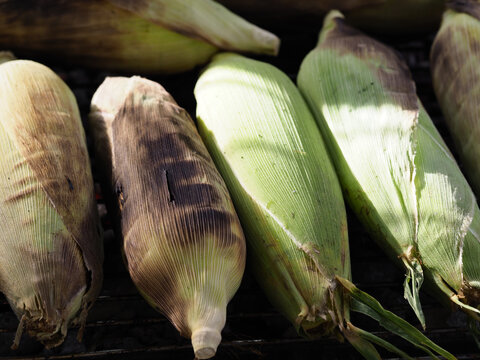 Corn cob fresh corn husk green brown grilled vegetable