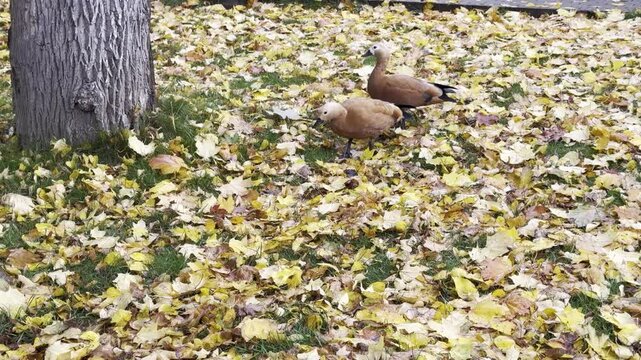 ruddy shelducks walking on autumn yellow leaves