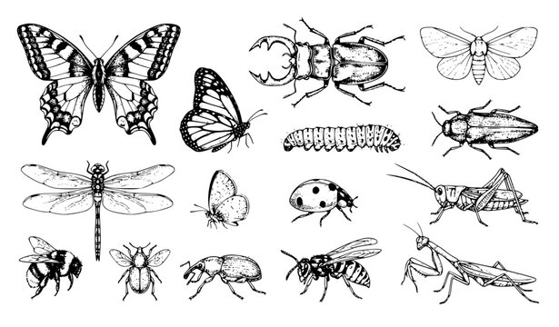 Hand Drawn Butterfly Beetle and Caterpillar Engraving Style Vector Illustration Set
